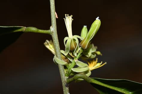 New Plant Species Discovered In Sw China Chinese Academy Of Sciences