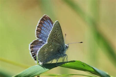 Mission Blue Butterflies Of San Mateo County · Inaturalist