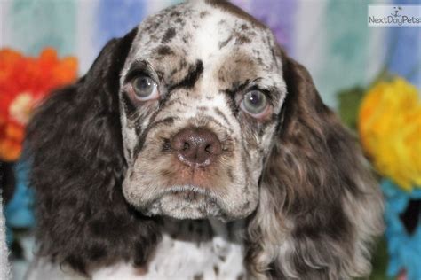 4 lovely cocker spaniel puppies for sale. Royal: Cocker Spaniel puppy for sale near Denver, Colorado. | 165eef93-a611