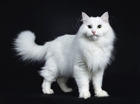 Black And White Siberian Cats