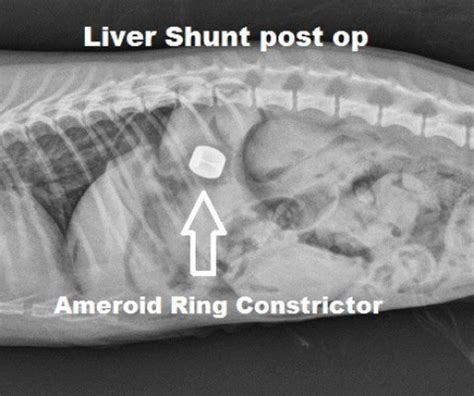It is unclear how pets inherit liver shunts, but veterinarians. Portosystemic Shunts - Animal Medical Center of Southern ...