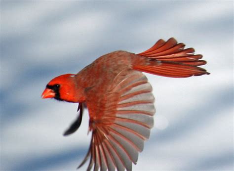Red Flying Cardinal Flickr Photo Sharing