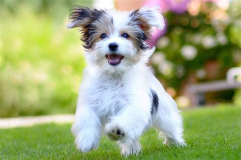 15 Cute Dog Breeds That Stay Small Forever Austin Vets