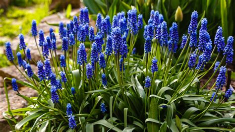 How To Care For Grape Hyacinth