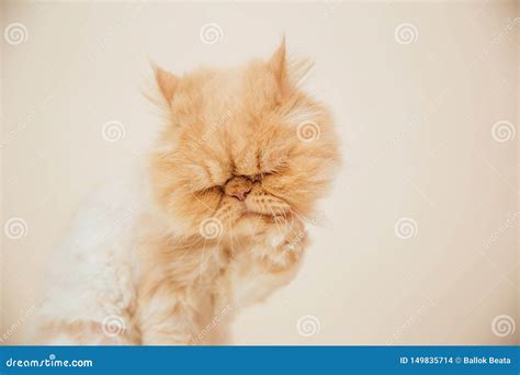 Beautiful Persian Cat Posing For The Camera Stock Photo Image Of