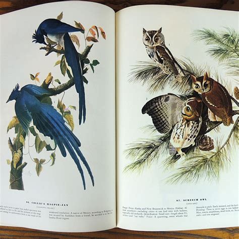 1937 Audubon Birds Of America Book With Beautiful Color Illustrations