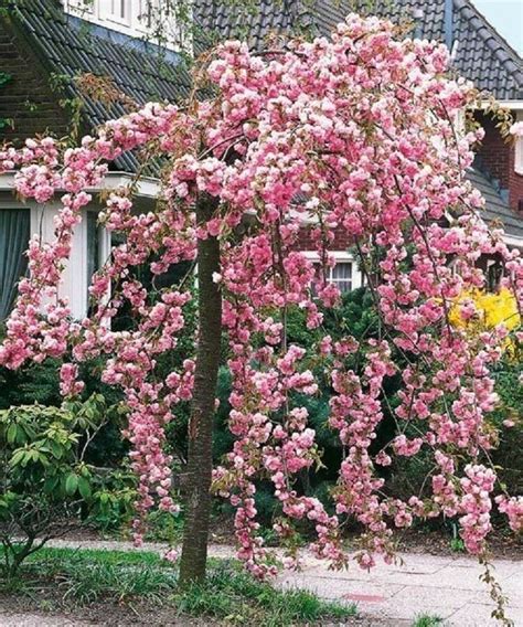 Cheals Wheeping Cherry Tree 5 Seeds