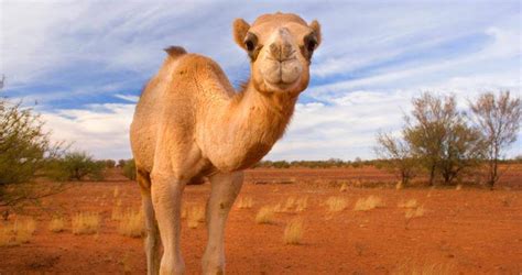 They are animals that do not rely on humans camels with one hump are known as dromedaries, while camels with two humps are known as the rat is an extremely adaptable animal that is nocturnal in nature. Australia Will Shoot 10,000 Feral Camels That Are ...