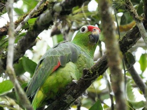 5 Common Parrots Of Costa Rica And Where To See Them Villa San