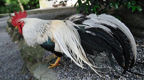 Four Exotic Japanese Chickens That Will Turn Heads