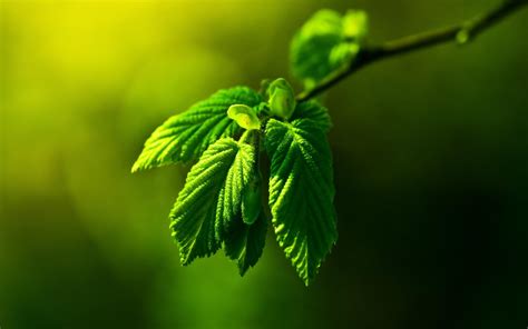 Nature Leaves Wallpapers Top Free Nature Leaves Backgrounds