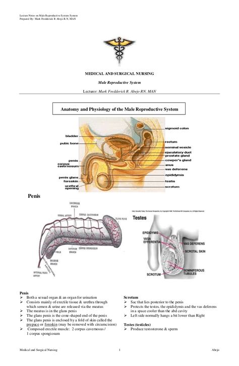 She gives birth to the child as well. Male Reproductive System