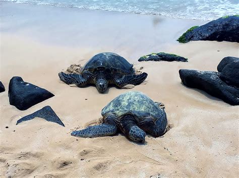 Turtle Beach Oahu Hawaii Green Sea Turtles The Hawaiia Flickr