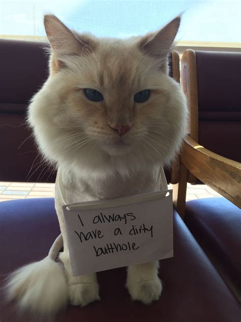 Smelly Cat Smelly Cat What Are They Feeding You Cat Shaming