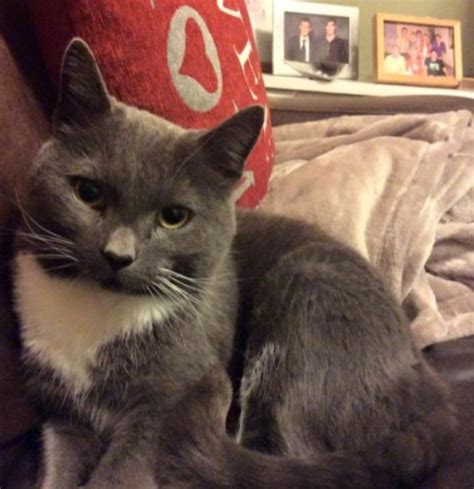 Gorgeous Grey Tuxedo Cat Bromsgrove Worcestershire