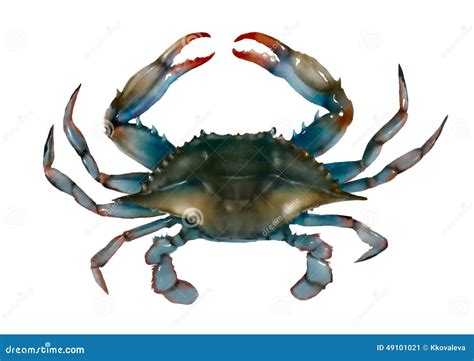 Blue Crab Raw Isolated Illustration Stock Illustration Illustration