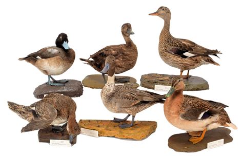Lot 180 Taxidermy A Group Of Six Ducks 1948 1970