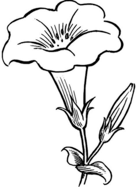 Beautiful Flower Coloring Pages Flower Coloring Pages Outline