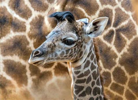 Baby Giraffe Drops In At San Diego Zoo Zooborns
