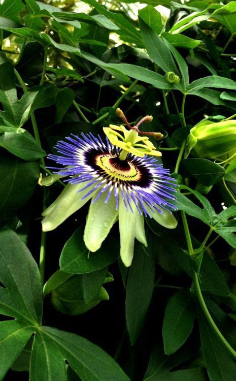 Bricolage Botanical Gardens Passion Flower Botanical