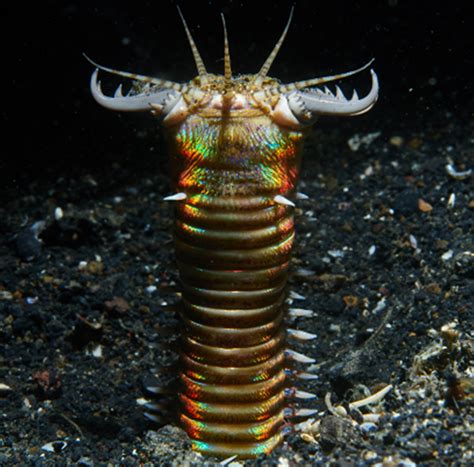 Bobbit Worm Deadly Combination Of Sharp Teeth And Toxins Only About