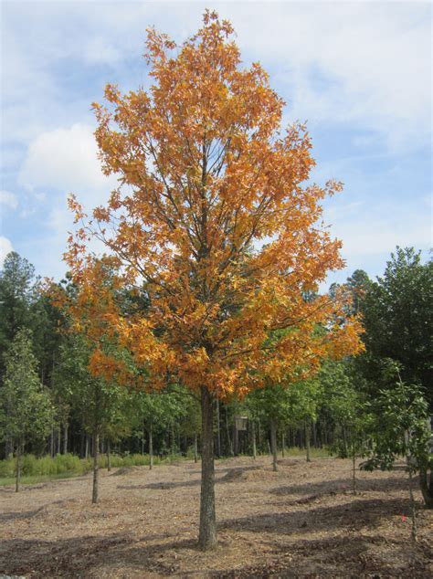 Quercus Lyrata Highbeam Overcup Oak Select Trees