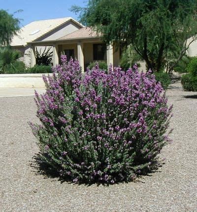 It can be grown as an informal hedge or a patio tree. 20 best Arizona flowers and plants images on Pinterest ...