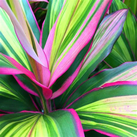 We offer 500 varieties of pepper plants for sale, that produce peppers in all shapes, colors, sizes and heat levels. 1 x Cordyline Kiwi for Sale | 30-40cm Potted Indoor Plant ...