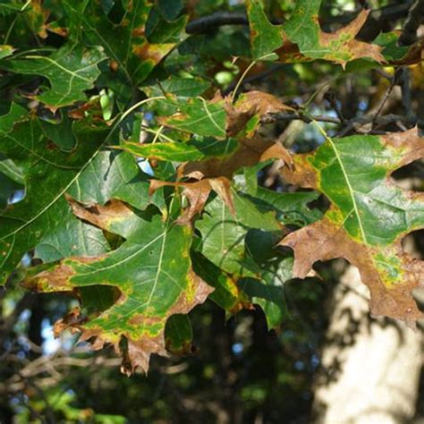Oak Wilt Disease Signs Symptoms And Prevention
