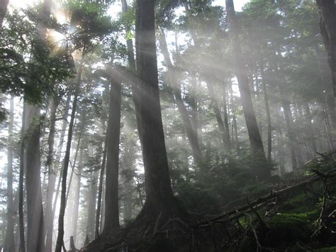 The individual suspension particles scatter and reflect light, making the beam visible. The Tyndall Effect | WritersCafe.org | The Online Writing ...