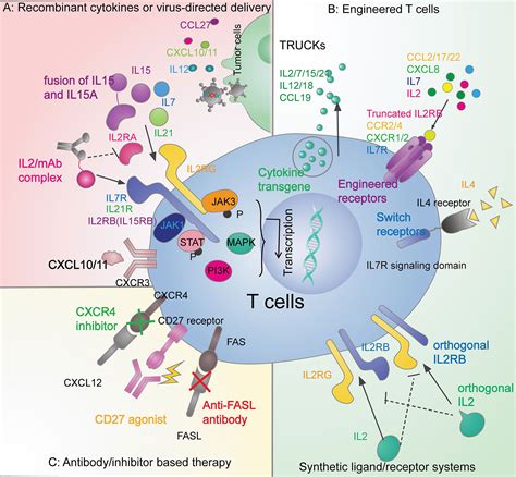 Frontiers Cytokine And Chemokine Signals Of T Cell Exclusion In Tumors