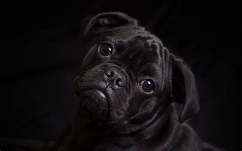 Black Pug Wallpapers Top Free Black Pug Backgrounds Wallpaperaccess
