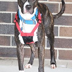 Save a life, adopt a pet. Lafayette, Indiana - Boxer. Meet Zeus, a for adoption ...