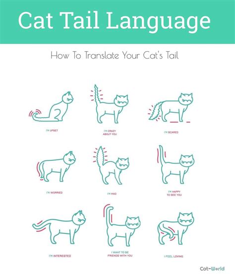 Translating Your Cats Tail Cat Tail Language Information About Cats