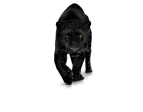Black Panther Animal Png Png Image Collection