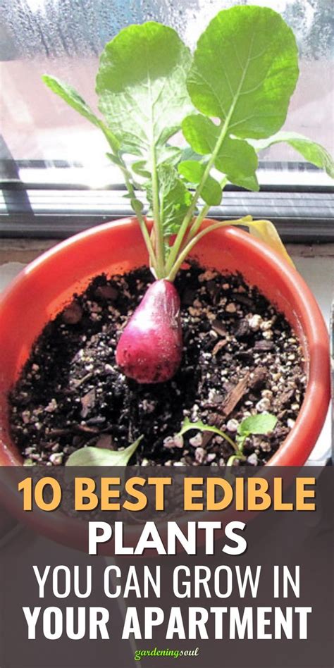 10 Best Edible Plants You Can Grow In Your Apartment Edible Plants