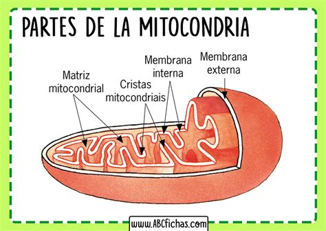 Organizacion De La Mitocondria Abc Fichas