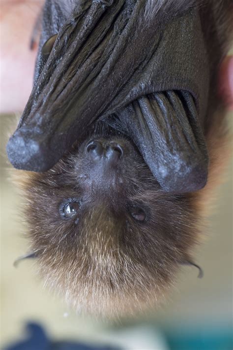 Endangered Flying Fox Pup Rescued By Zoo Keepers Animali Cuccioli