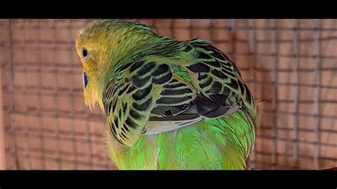 Budgie Mating Call Budgies Sound Parakeet Soundhappy Budgie