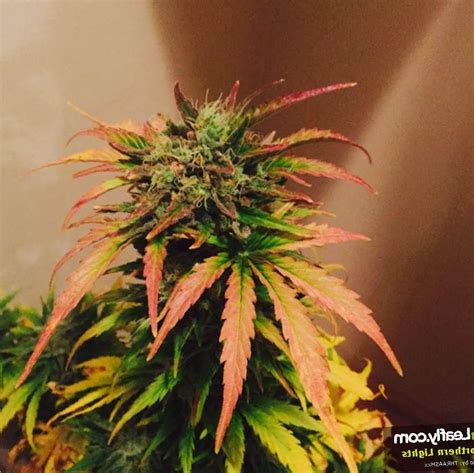 Northern lights can flower in as little as 6 weeks, much faster than many other marijuana strains. Marijuana Northern Lights Strain Review - NCSM