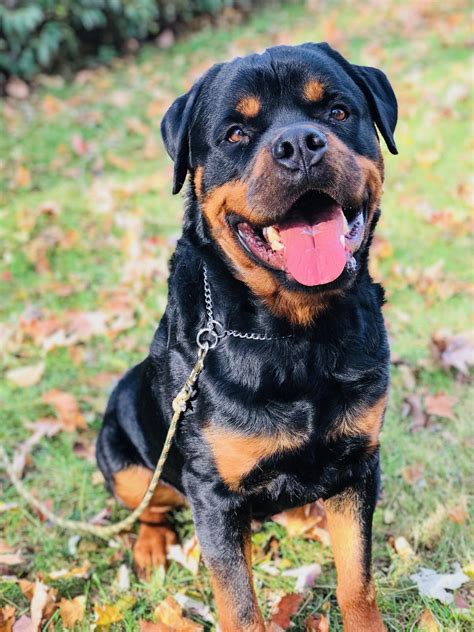 Click here to get started. Thor: Male Adult Rottweiler - Man's Best Friend