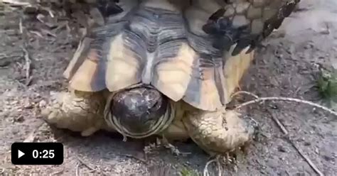 Turtle Moan During Sex GAG
