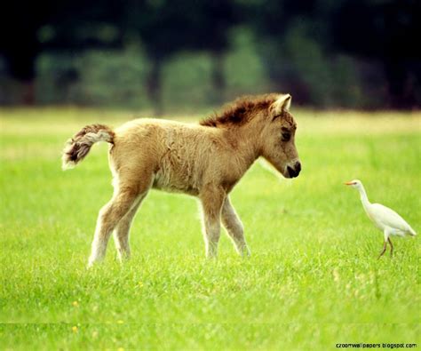 Baby Horse Wallpapers Top Free Baby Horse Backgrounds Wallpaperaccess