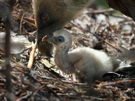 An Unbelievable Sight Same Sex Vulture Couple Hatches Abandoned Egg