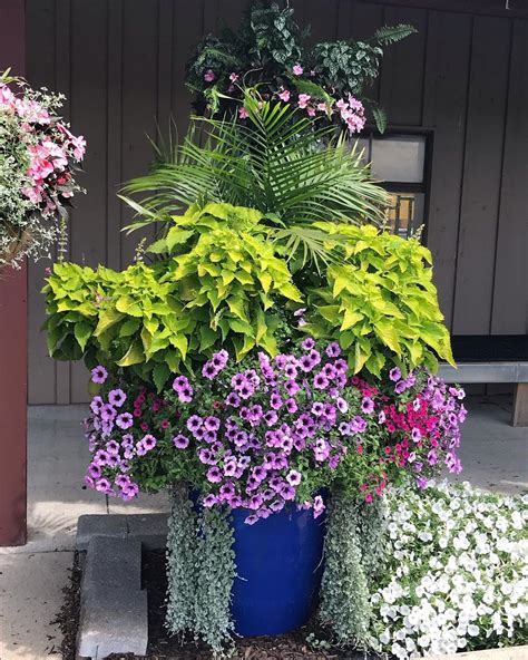 Proven Winners On Instagram The Aquapot Plantings At