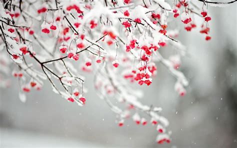 Best 20 What Trees Bloom In Winter