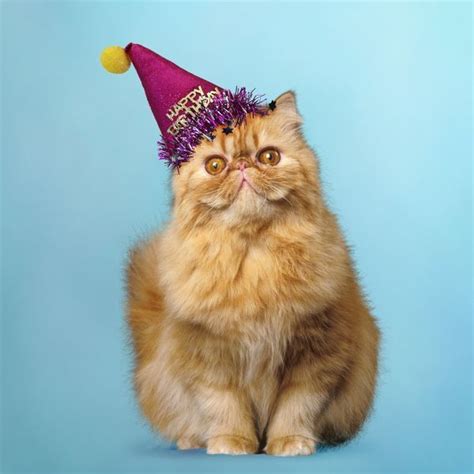 Surprised Red Persian Cat Wearing A Happy Birthday Party