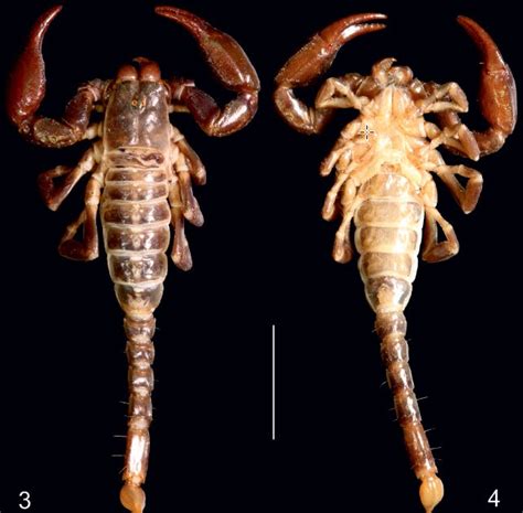 The Scorpion Files Newsblog A New Species Of Teuthraustes From Brazil