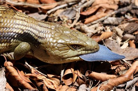 Australia Blue Tongue Lizard