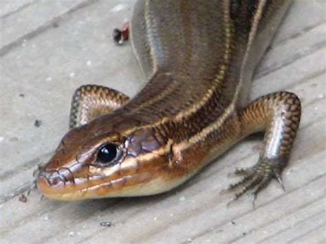 Lizards Of Pennsylvania Celebrate National Reptile Awareness Day